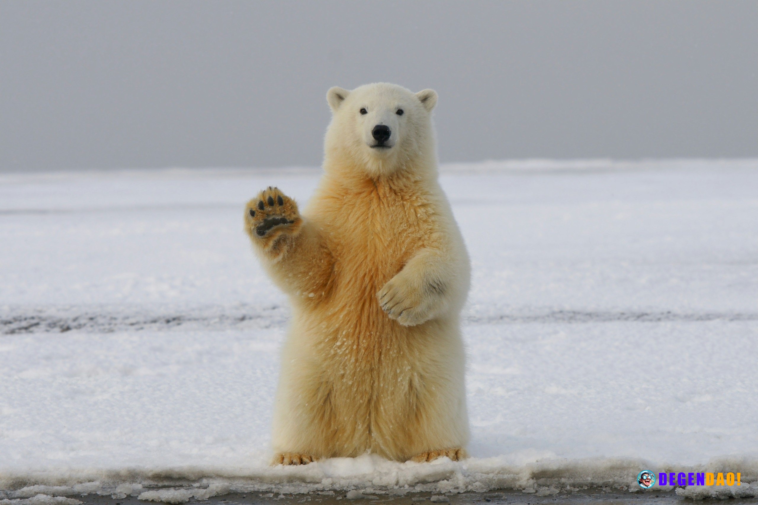 Bitcoin bullish bets hit a 28-month high on Bitfinex, and that's music to bears' ears Historically, spikes in Bitfinex B...