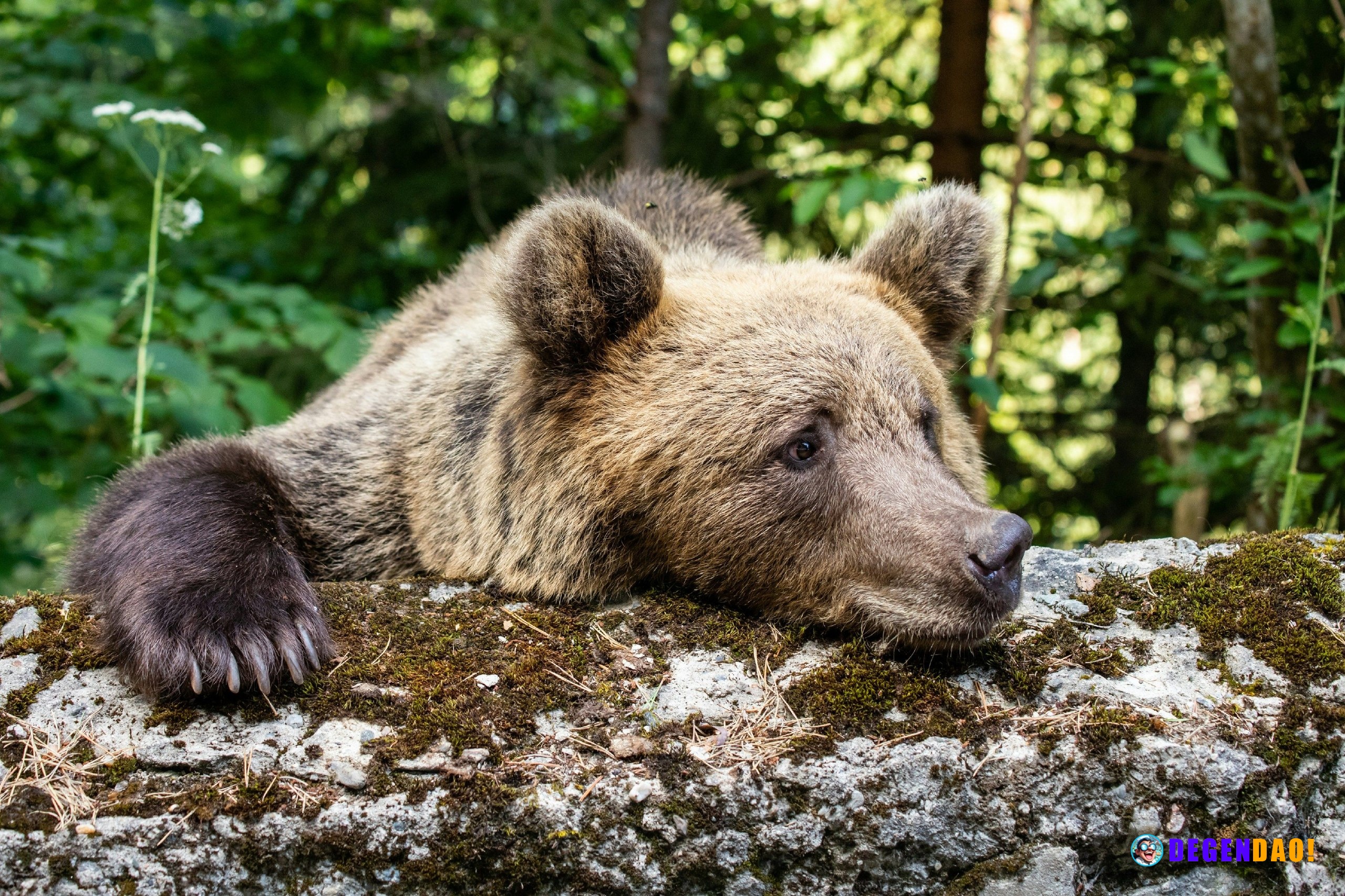 Crypto bears got it wrong again, losing $300 million in liquidations Bitcoin's move to $80,000 caught bears on the wrong...