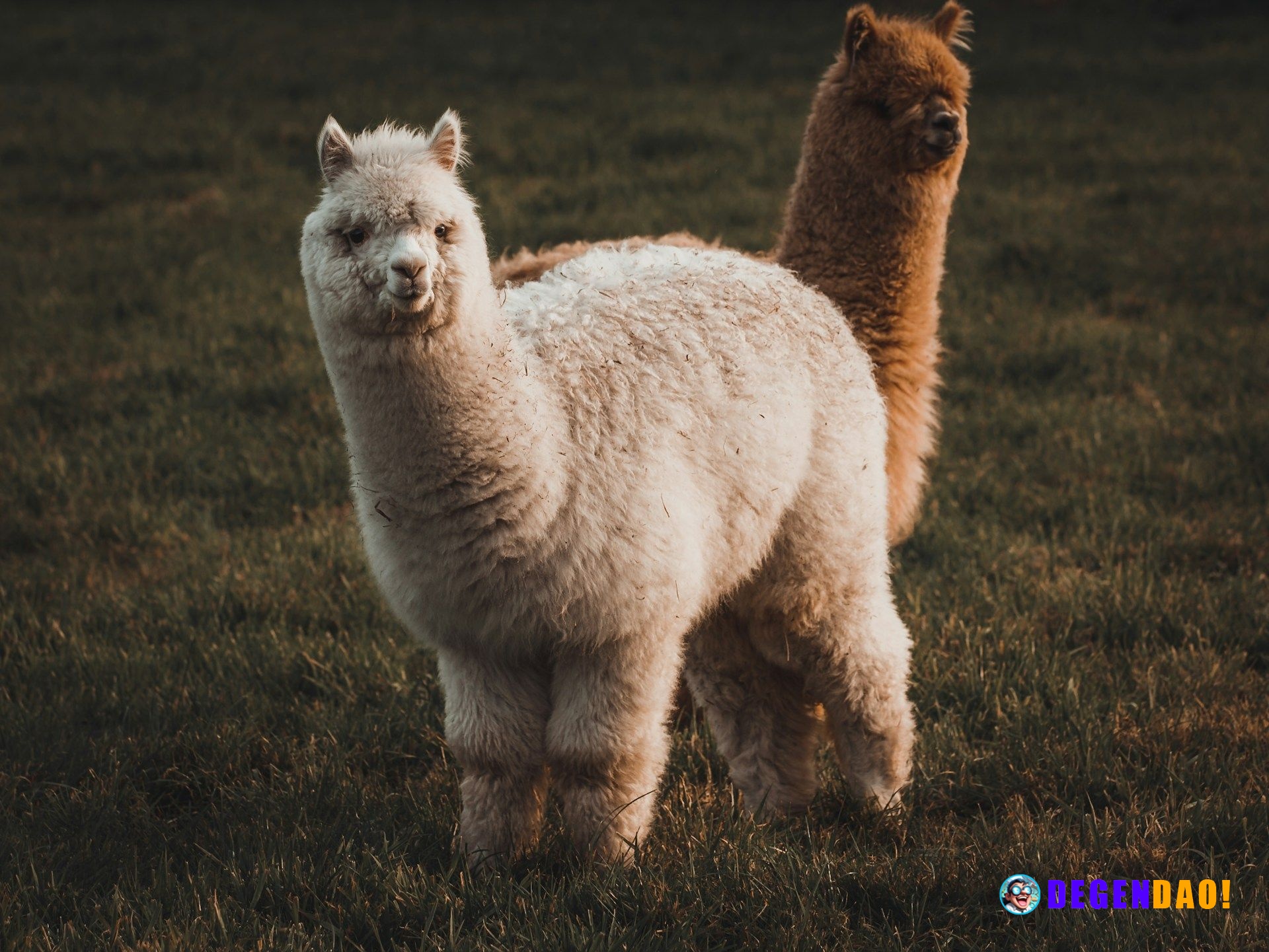 Crypto brokerage firm Alpaca raises $135 million for tokenized stock infrastructure The company at one pointed cleared o...
